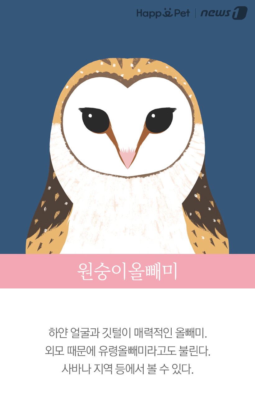 본문 이미지 -  원숭이올빼미