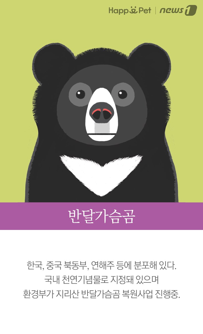 본문 이미지 - 반달가슴곰