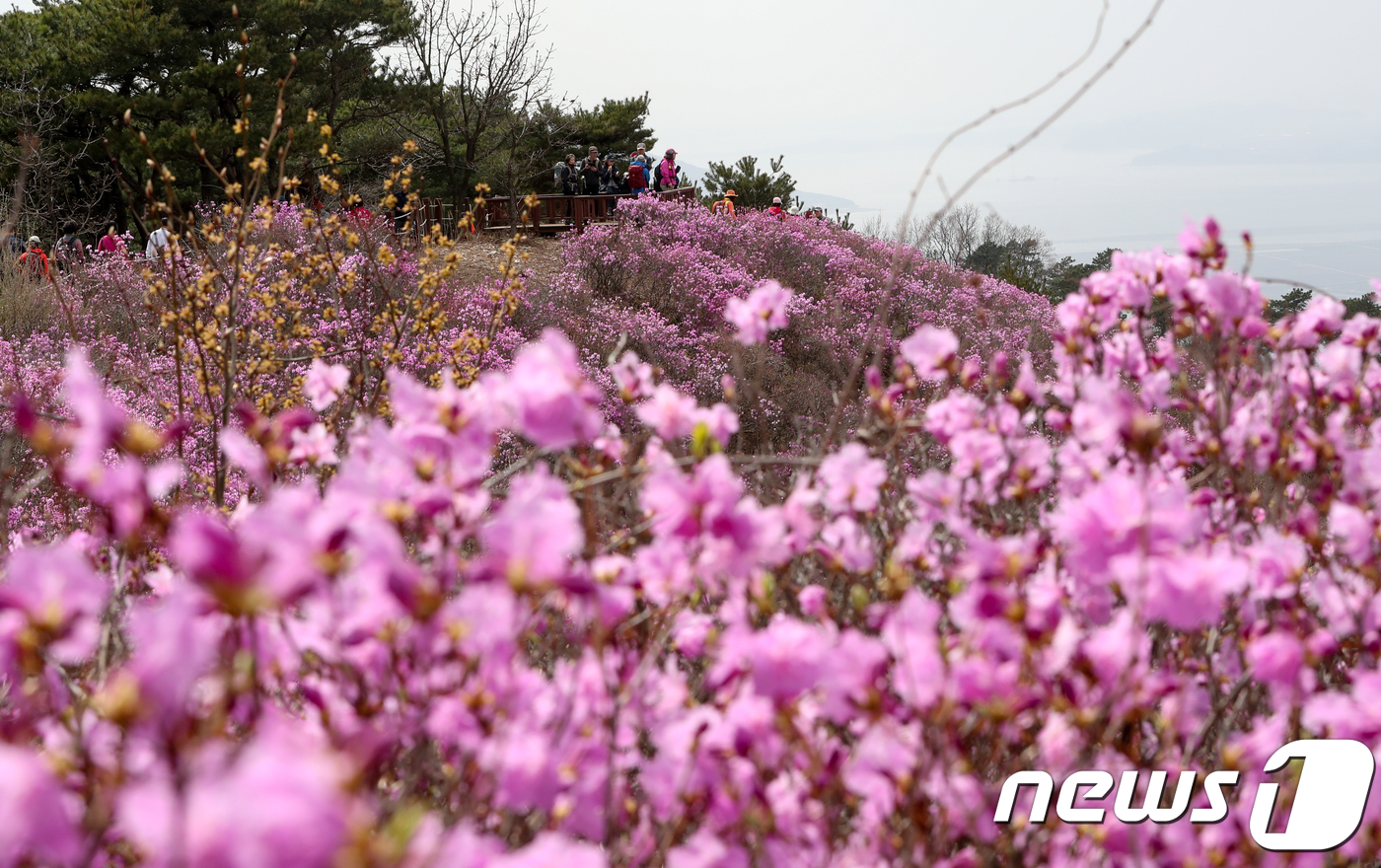 (강화=뉴스1) 허경 기자 = 15일 강화도 고려산에서 군락을 이룬 진달래가 만발해 진홍빛으로 물들어 있다.전국 최대 규모의 진달래 축제인 인천 강화 고려산 진달래축제가 오는 22 …
