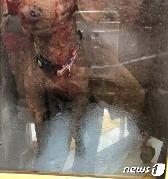 본문 이미지 - 개는 견주가 찾아간 것으로 확인됐다(사진 인터넷 커뮤니티 캡처).ⓒ News1
