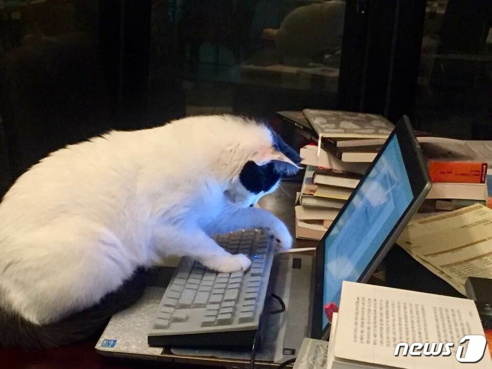 본문 이미지 - 칼럼니스트 이윤정의 동거묘 루시가 노트북을 신기한듯 바라보고 있다. (저자 제공)ⓒ News1