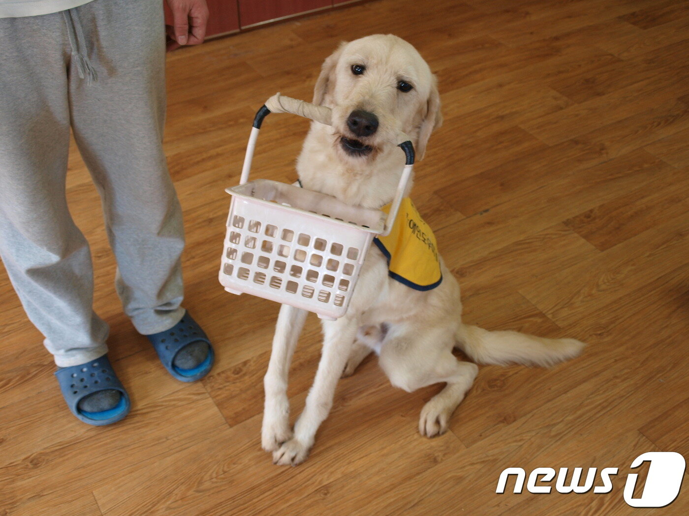 본문 이미지 - 한국장애인도우미견협회에서 장애인 도우미견 양성교육을 받고 있는 개.(사진 협회 제공)ⓒ News1