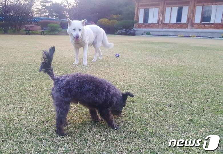 본문 이미지 - 토리와 마루가 공놀이를 하는 모습.(사진 케어 제공)ⓒ News1