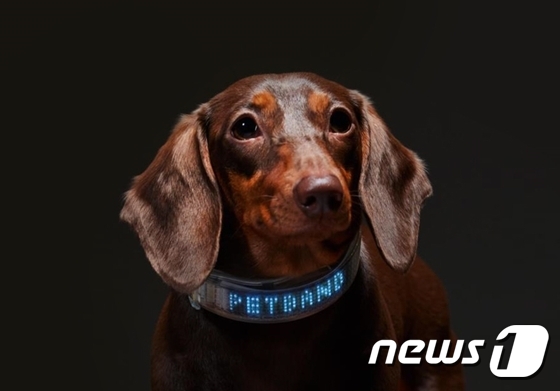 펫밴드·스마트리드줄… 안전 생각한 반려동물 산책용품 - 뉴스 썸네일 이미지