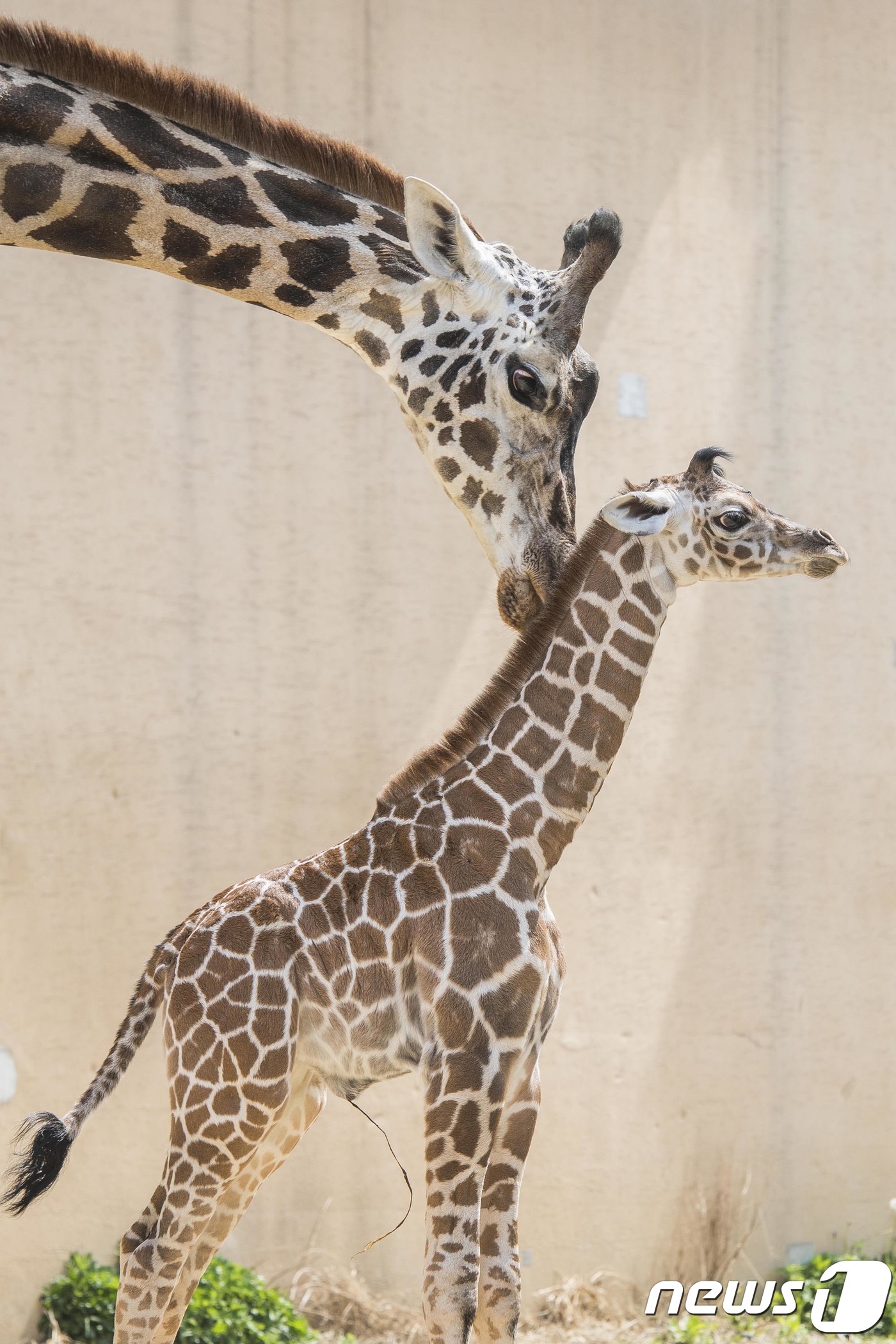 (서울=뉴스1) = 에버랜드 생태형 사파리 '로스트밸리'에서 치타, 기린 등 멸종위기 희귀동물의 탄생이 이어져 화제를 모으고 있다.24일 에버랜드에 따르면 지난 12일 태어난 이 …