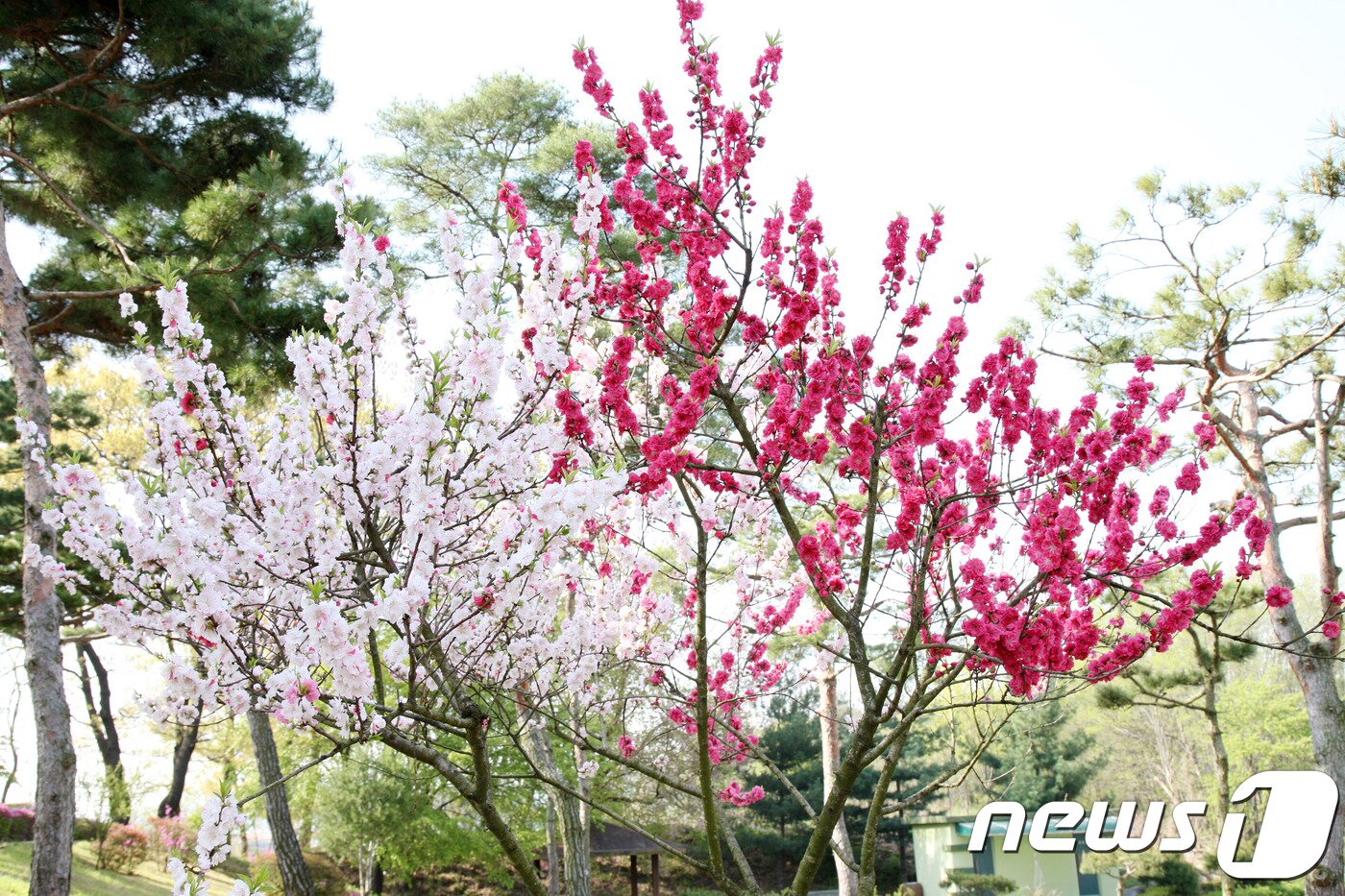 본문 이미지 - 충북도교육청 화단에 나무 한 그루에 여러 색의 꽃이 피는 삼색도(三色桃)가 만개해 시선을 사로잡고 있다.(충북도교육청 제공)2018.4.24/뉴스1ⓒ News1 