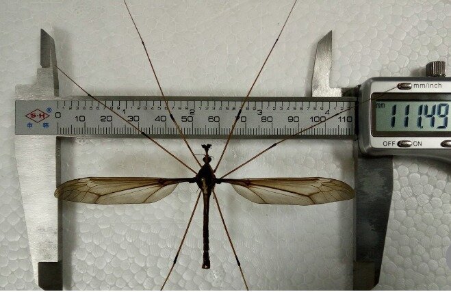 본문 이미지 - SCMP 갈무리