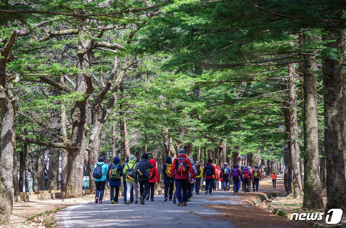 본문 이미지 - 오리숲길, 세조길(한국관광공사 제공) ⓒ News1 노정은 기자