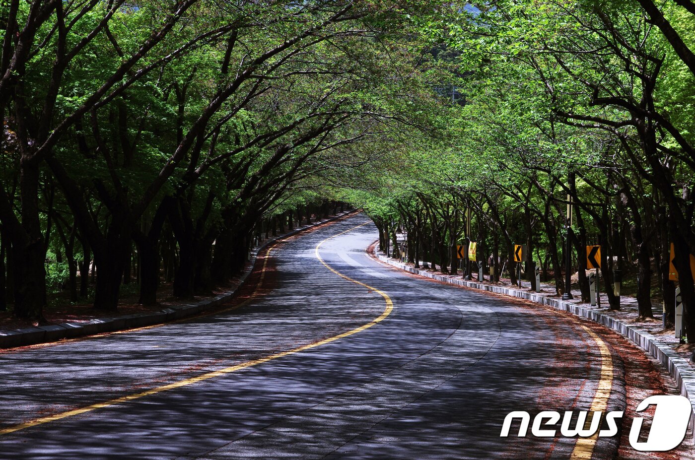 본문 이미지 - 대구올레길(한국관광공사 제공) ⓒ News1 노정은 기자