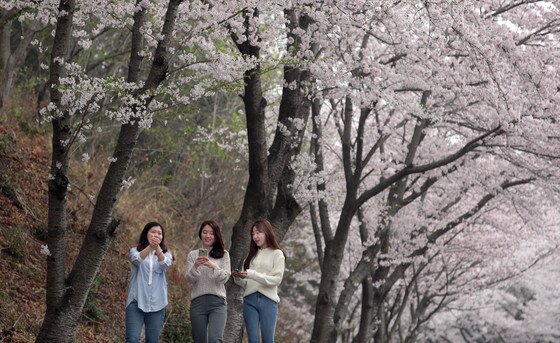 본문 이미지 - 전남 강진군 군동면 금곡사 주변 벚나무 가로수길에서 화사한 벚꽃이 상춘객들을 유혹하고 있다. (전남 강진군 제공)