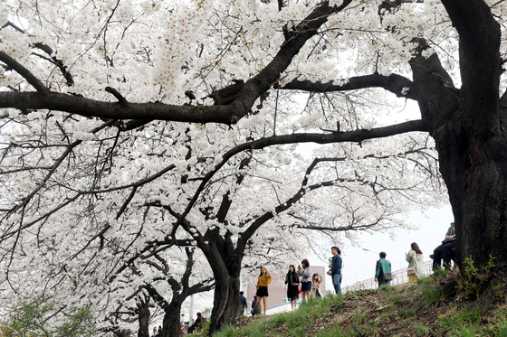 공대생 가슴에 감성을 '찰칵'…공학 수업 과제가 '벚꽃 사진찍기'
