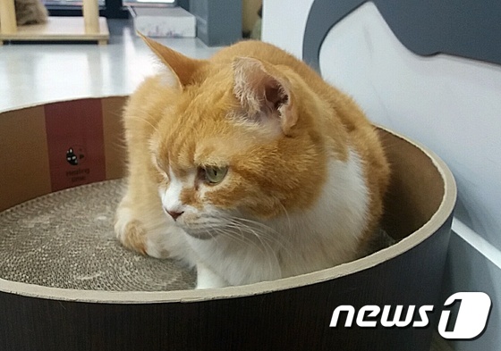 중성화한 고양이는 수술 시 왼쪽 귀 끝을 1㎝ 정도 잘라서 표시한다. © News1 최서윤 기자