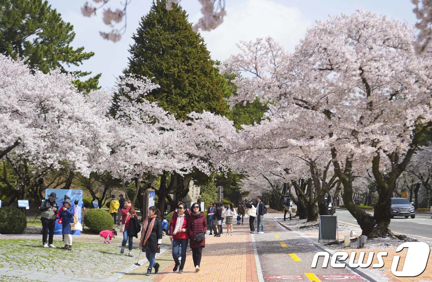 (서울=뉴스1) = 해군 진해기지사령부는 제56회 군항제를 맞아 부대 개방행사를 실시하고 있다고 6일 전했다. 이날 진해기지사령부를 방문한 관광객들이 벚꽃과 함께 추억을 남기고 있 …