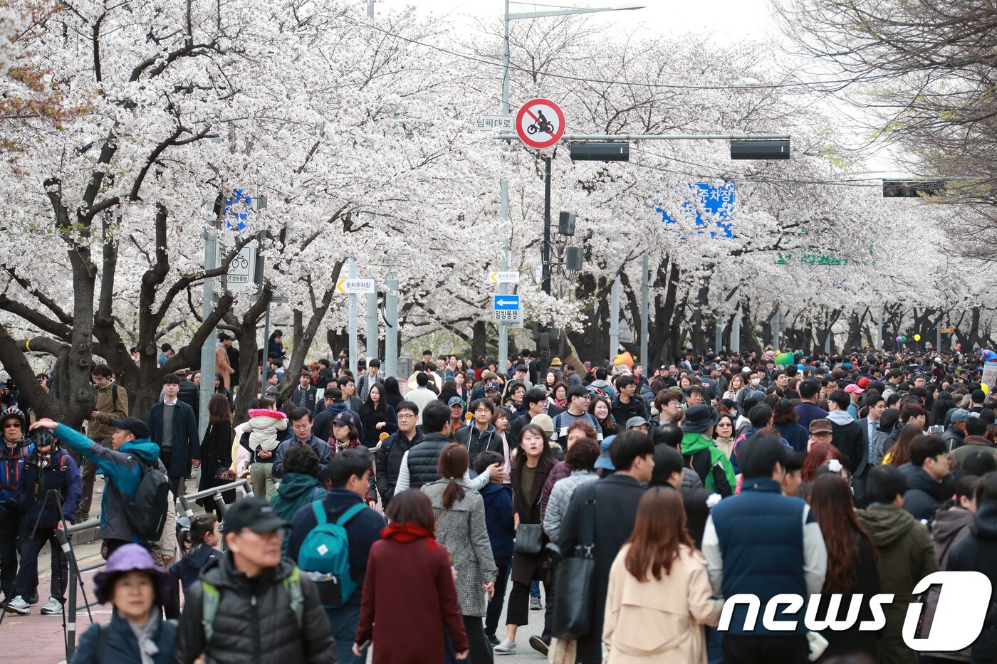 본문 이미지 - 8일 오후 서울 영등포구 여의도 일대에서 시민들이 벚꽃길을 걸으며 봄을 만끽하고 있다. 2018.4.8/뉴스1 ⓒ News1 이동원 기자