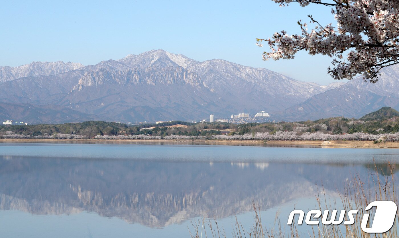 본문 이미지 - 강원도 속초시 영랑호 일대 핀 벚꽃이 지난 8일 설악산에 내린 눈과 어울려 대조적인 모습을 보이고 있다. ⓒ News1 