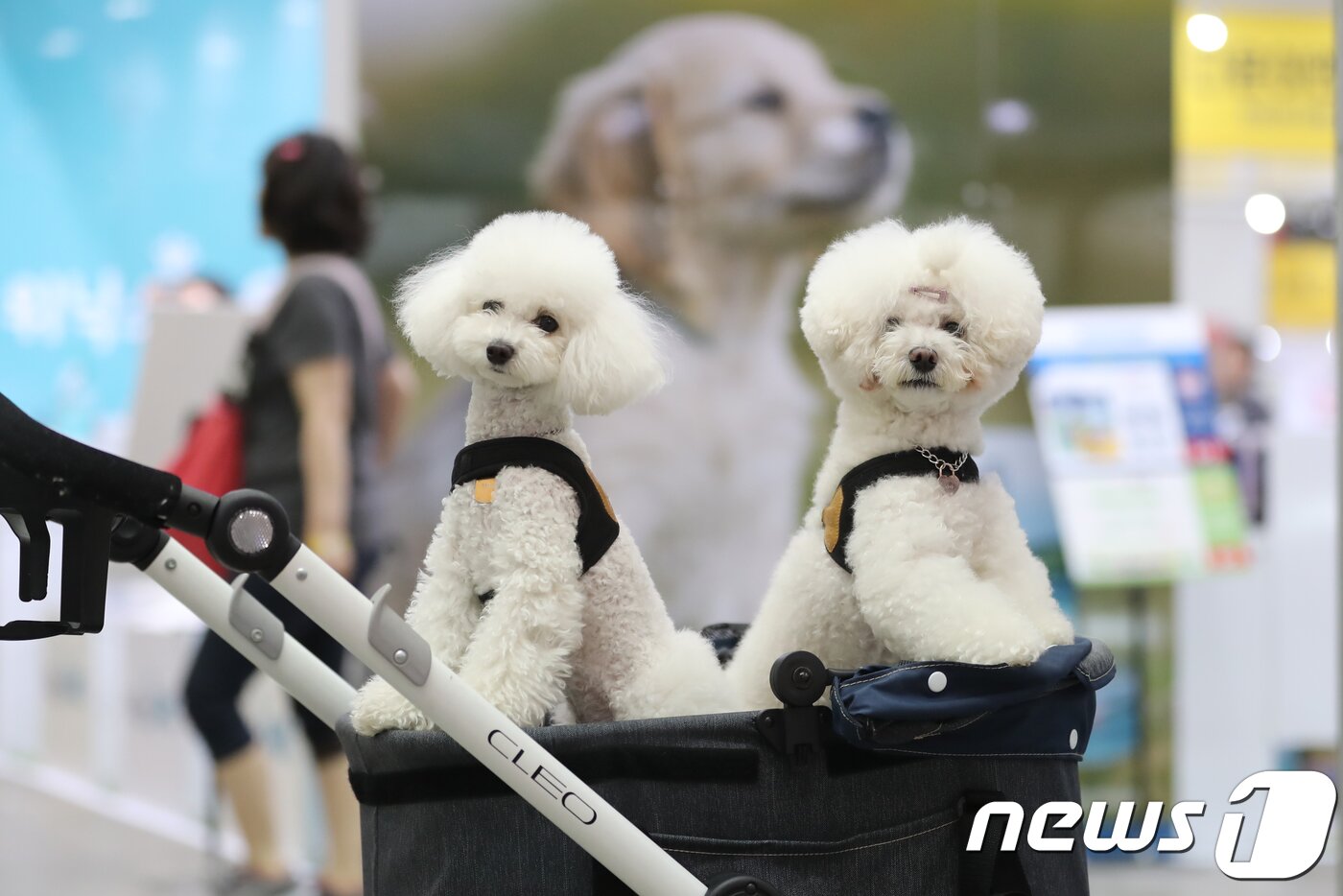 본문 이미지 - 지난해 5월 대구 엑스코에서 열린 반려동물과 함께하는 축제 ‘제12회 대구펫쇼’에서 주인이 이끄는 유모차를 타고 온 애완견 모습.. 2018.5.18/뉴스1 ⓒ News1 공정식 기자