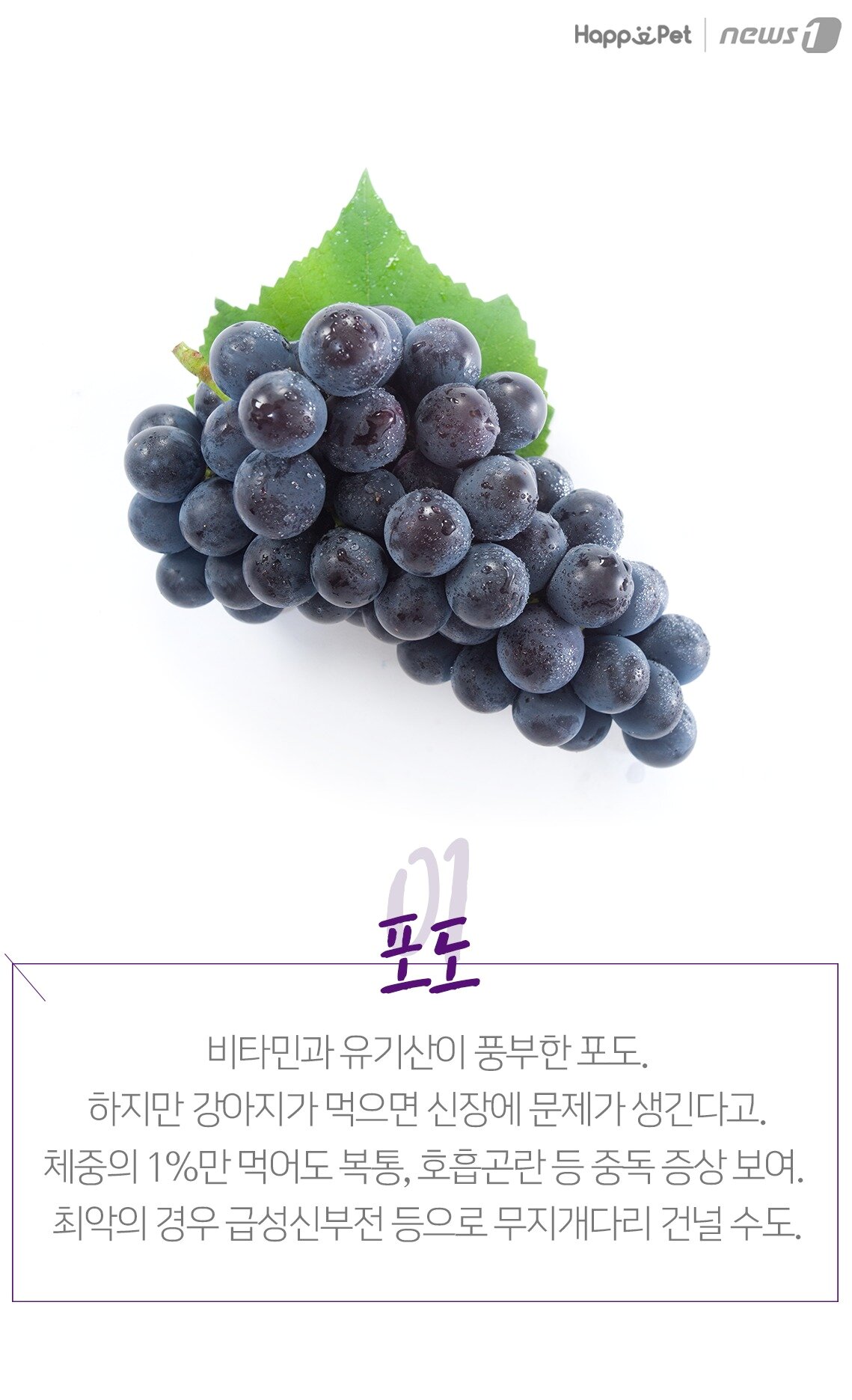 본문 이미지 - 포도