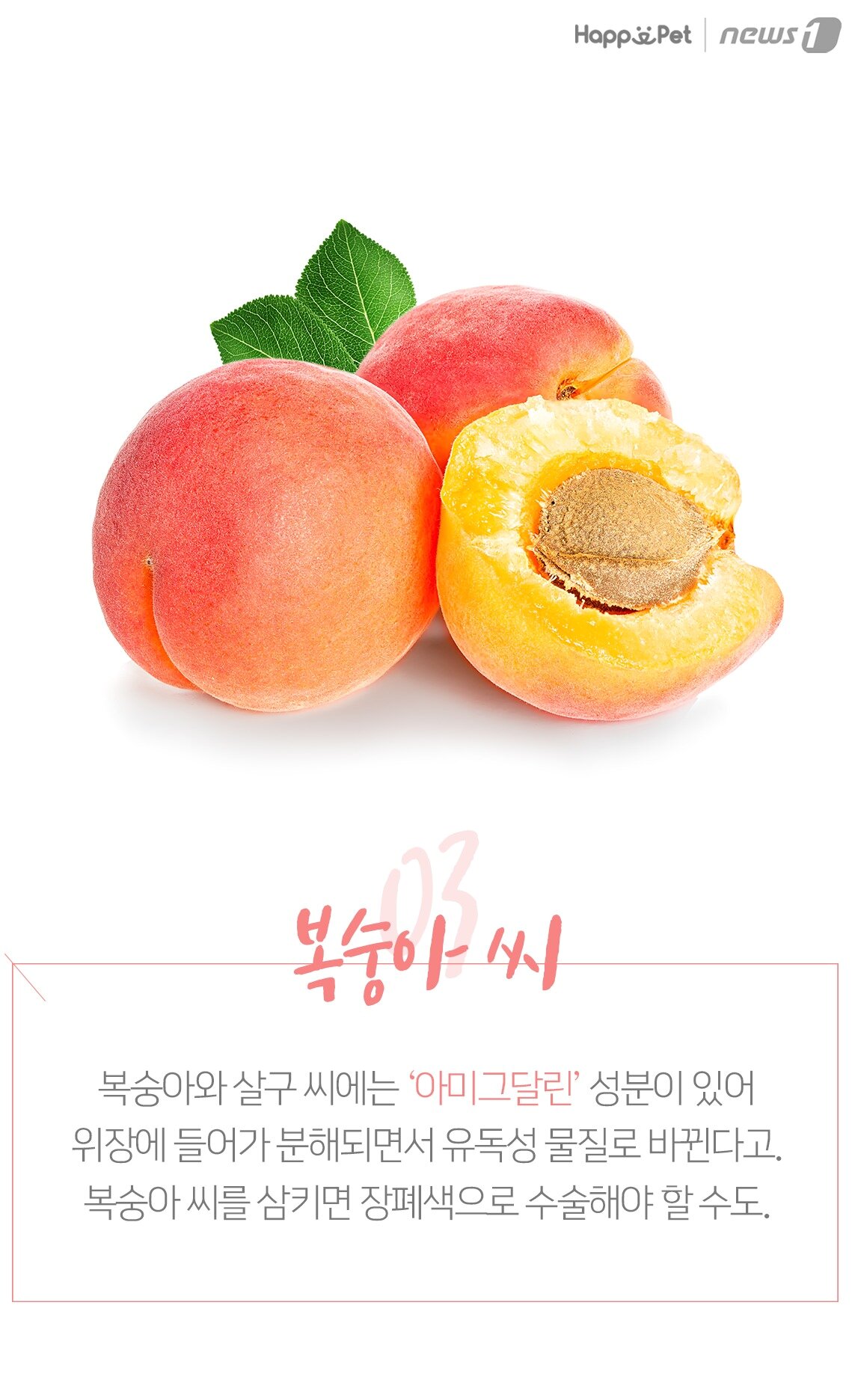 본문 이미지 - 복숭아 씨