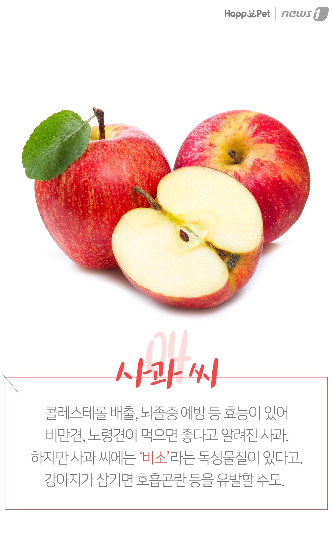 본문 이미지 -  사과 씨