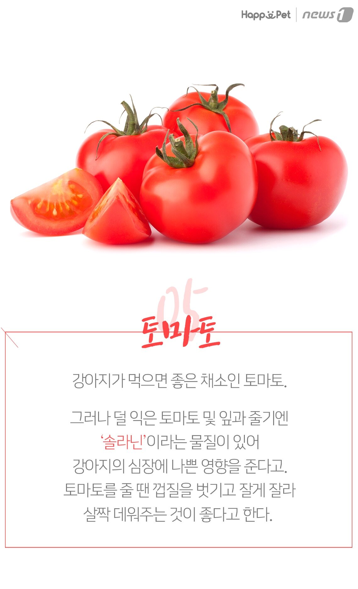 본문 이미지 - 토마토