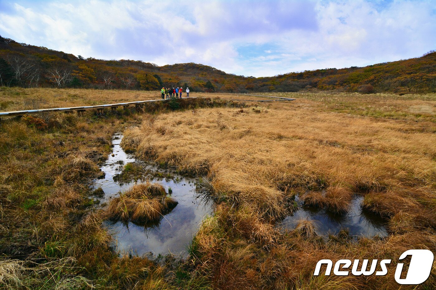 본문 이미지 - 인제 대암산 용늪 풍경(인제군 제공) ⓒ News1