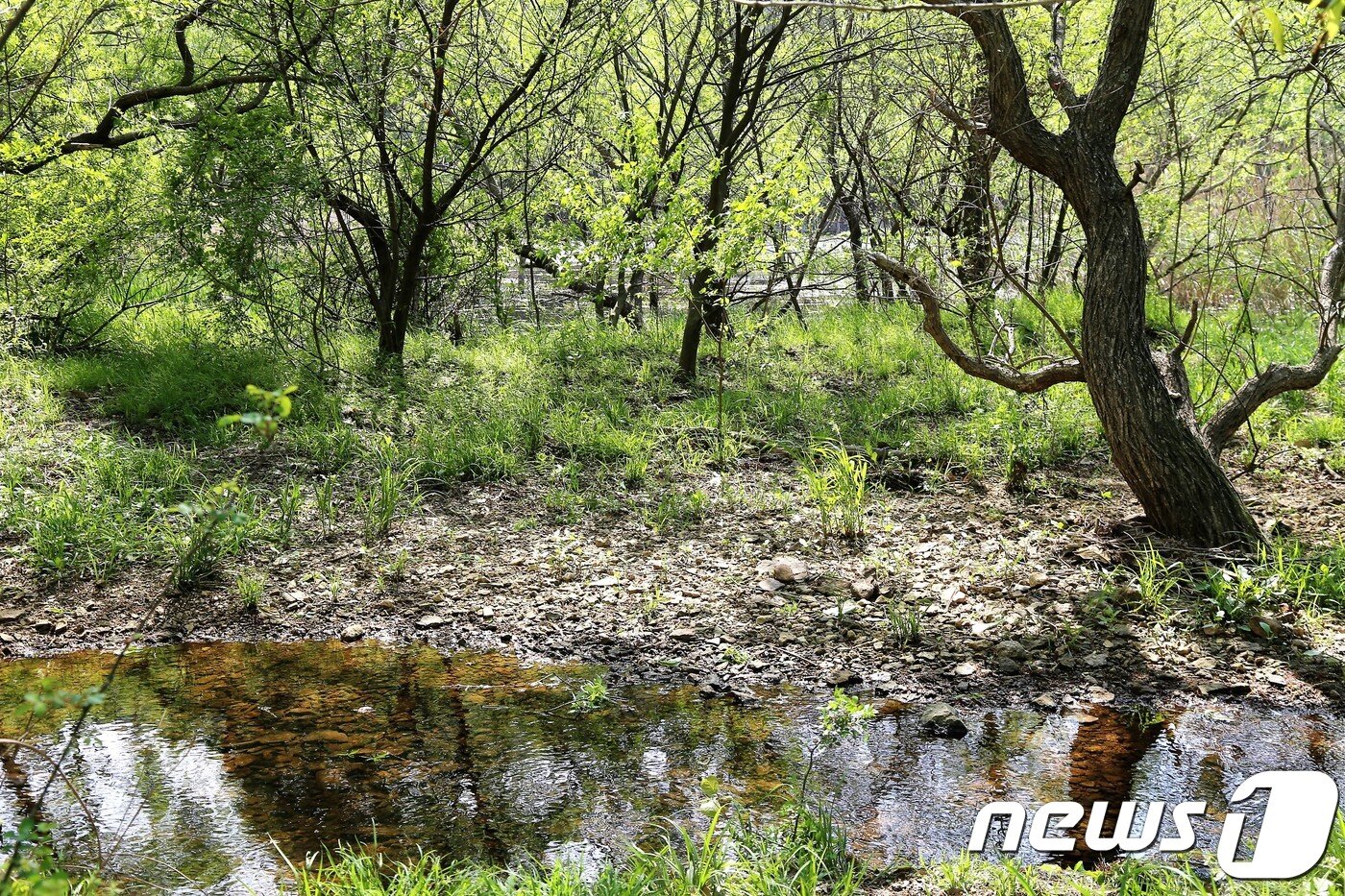본문 이미지 - 고창 운곡습지(한국관광공사 제공) ⓒ News1