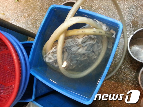 유명 '맛집' 업소가 냉장고가 아닌 물 속에 담가 쭈꾸미를 해동하고 있는 모습. (부산지방경찰청 제공)© News1
