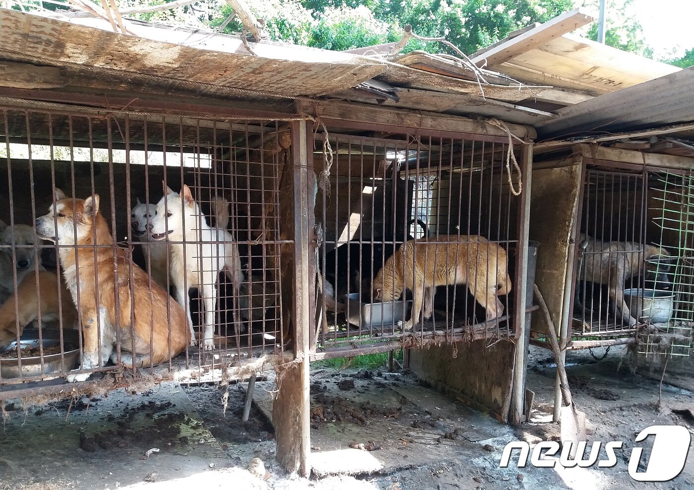 본문 이미지 - 남양주에 위치한 식용견 농장에는 수십마리의 개들이 뜬장에 갇혀 있다. ⓒ News1
