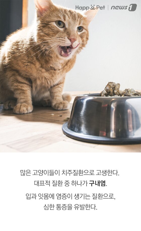 본문 이미지 -  