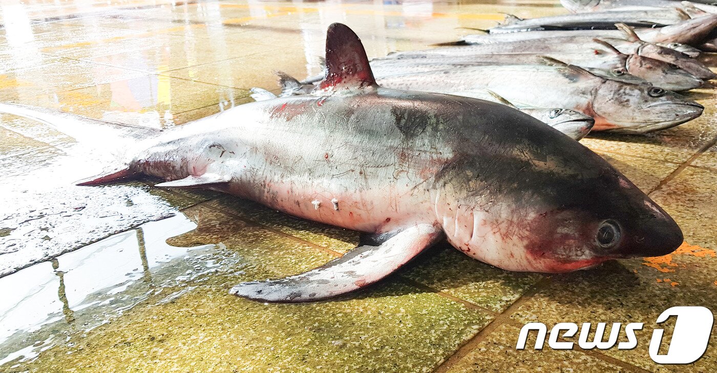 본문 이미지 - 26일 오전 경북 포항시 죽도어시장에서 길이 약 2m크기의 환도상어 한마리가 위판됐다.2018.5.26/뉴스1ⓒ News1 최창호 기자