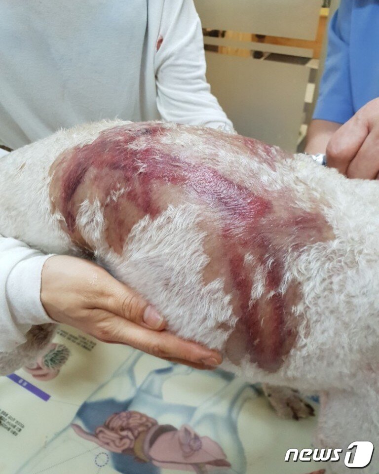 본문 이미지 - 피를 씻기고 난 후 뭉개 상태(사진 김씨 제공).ⓒ News1