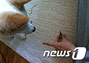 본문 이미지 - 반려견의 모든 훈련은 긍정적으로 강화해야 한다. ⓒ News1