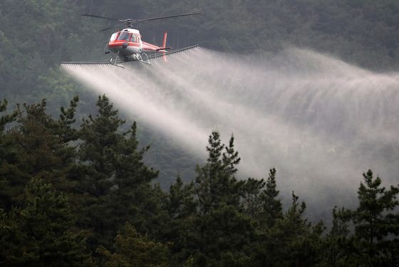 영동군 소나무재선충병 발생 비상…양강면서 2그루 확진