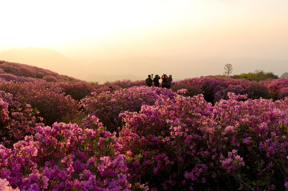 합합천 황매산의 선홍빛 철쭉능선 천상의 화원&#40;합천군 제공&#41;