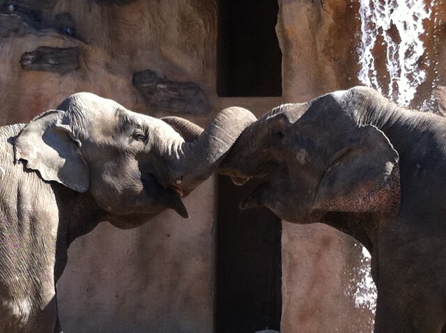 본문 이미지 - 어린이대공원 캄돌이 캄순이 부부(서울시 제공).ⓒ News1
