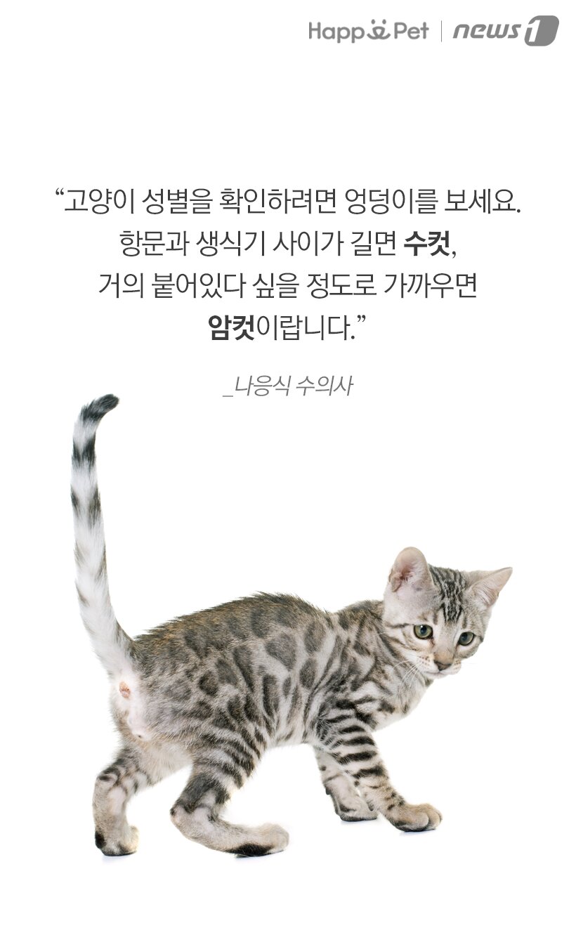 본문 이미지 -  