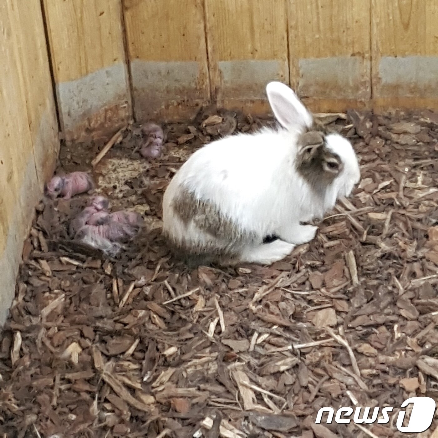 본문 이미지 - 새끼를 낳은 토끼.(사진 제보자 제공)ⓒ News1