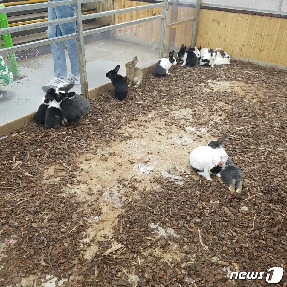 본문 이미지 - 대전아쿠아리움 체험동물원 내 토끼 먹이주기 체험관. 토까가 몸을 숨길 수 있는 공간은 없다.(사진 제보자 제공)ⓒ News1