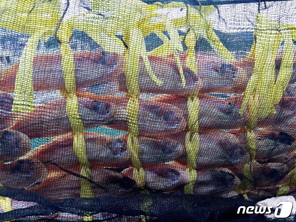 본문 이미지 - 한 식당 앞에서 인근 바다에서 잡아온 박대를 말려 놨다.ⓒ News1