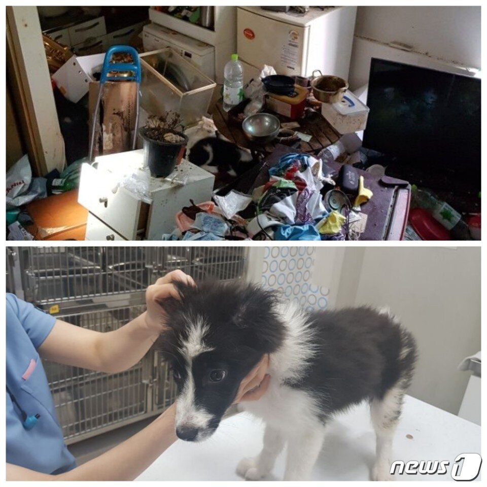 본문 이미지 - 방치돼 있던 보더콜리(사진 박상후 동물복지팀 동물구조대장 제공).ⓒ News1