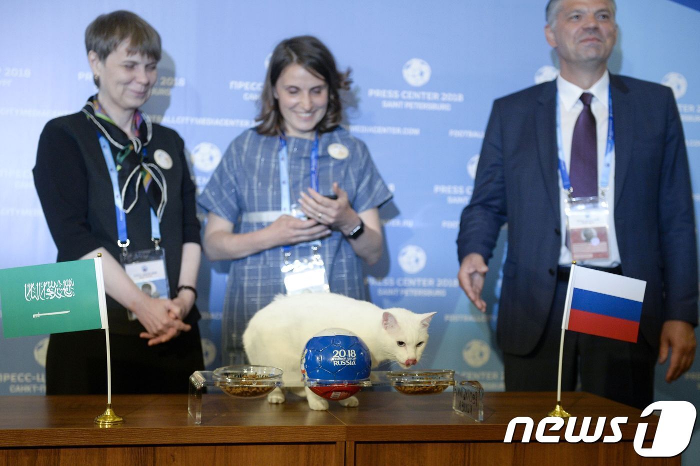 본문 이미지 - 2018 러시아 월드컵 공식 점쟁이인 고양이 &#39;아킬레스&#39;.ⓒ AFP=뉴스1