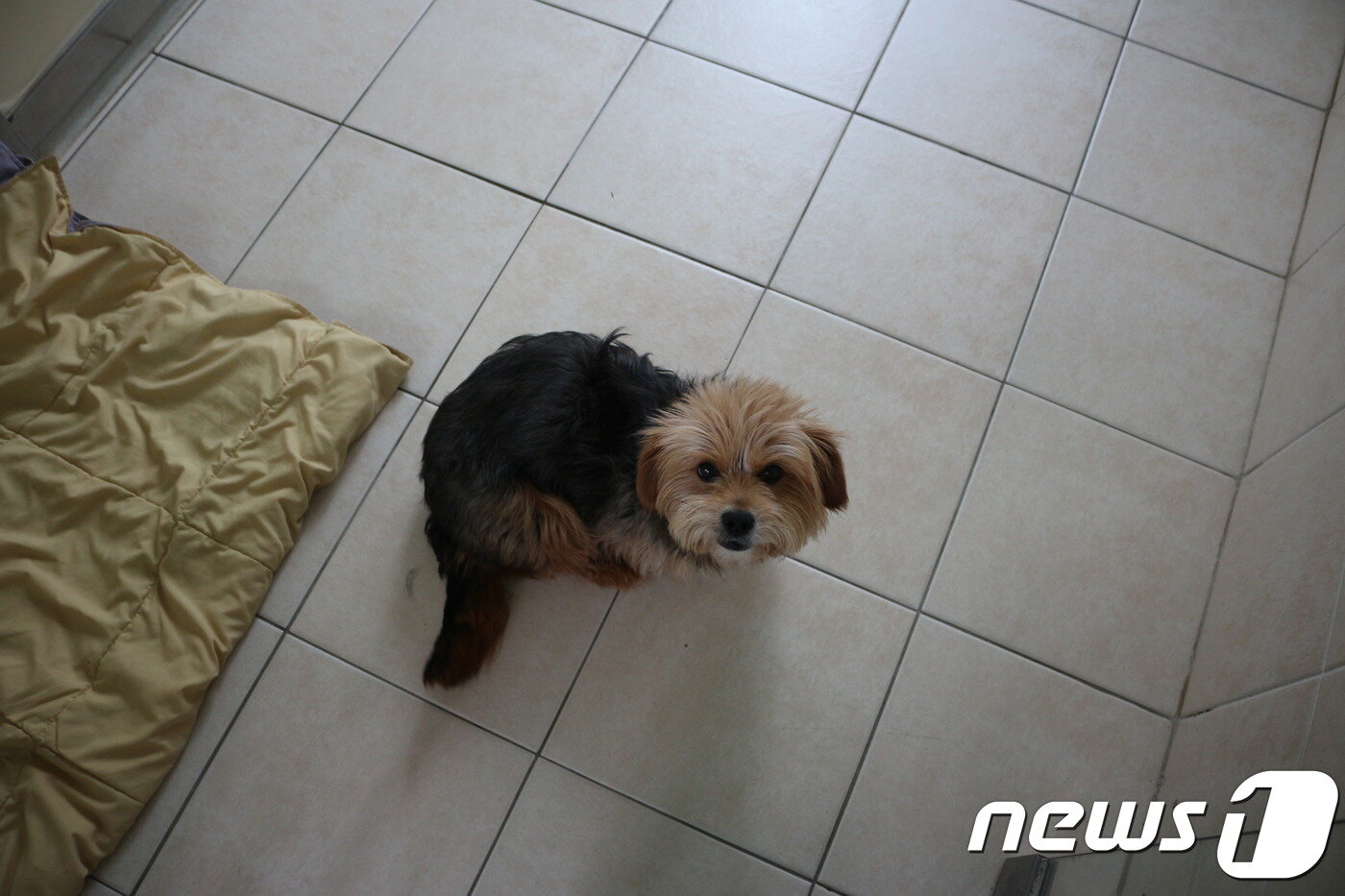 본문 이미지 - 얼핏 보면 덩치 큰 요크셔테리어 같은 '순심이'(사진 동물자유연대 제공).ⓒ News1