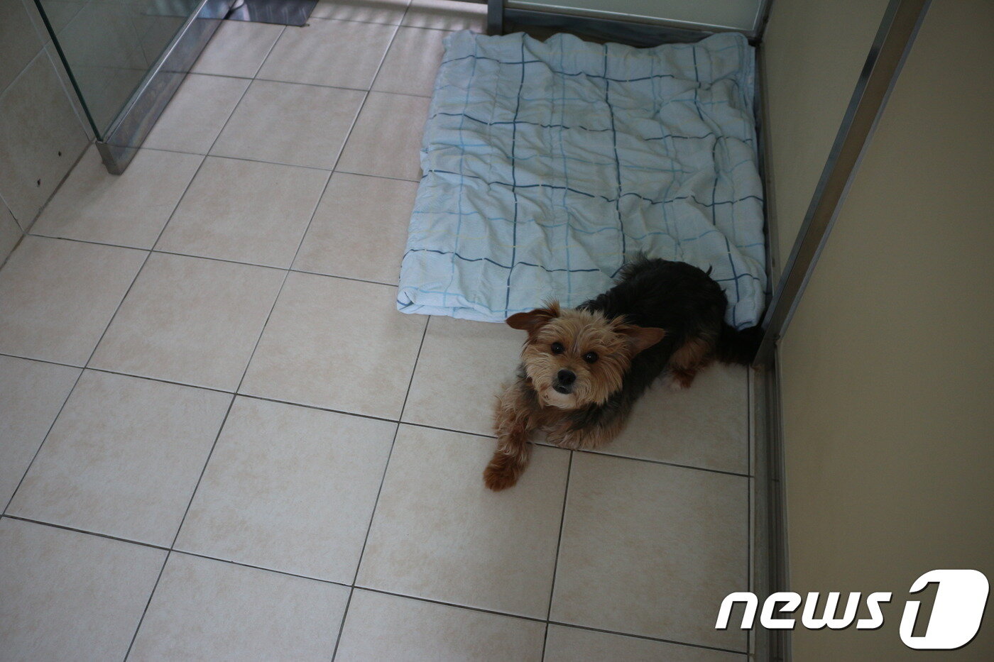 본문 이미지 - 밝고 순한 성격의 순심이(사진 동물자유연대 제공).ⓒ News1