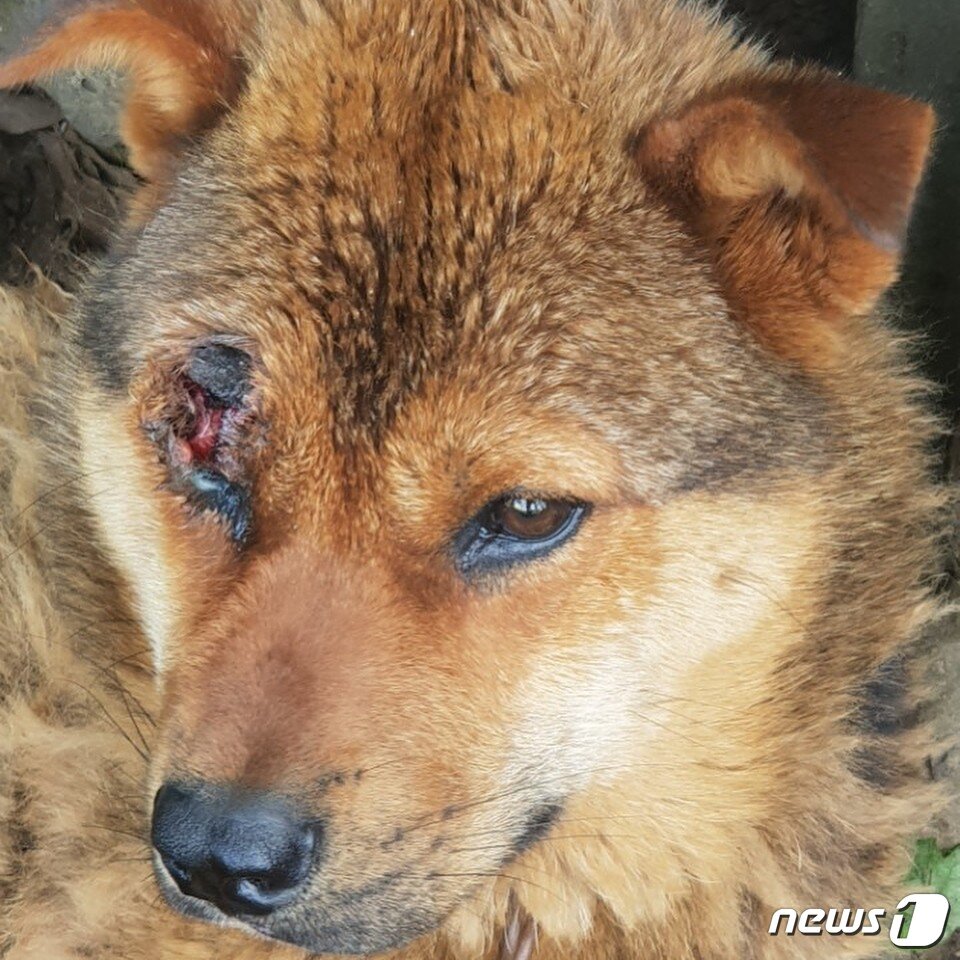 본문 이미지 - 눈이 다친채 방치되고 있다는 개.(사진 부산동물학대방지연합 제공)ⓒ News1