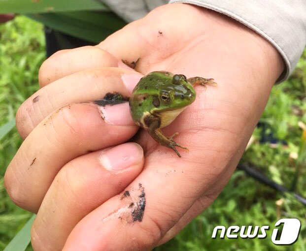 본문 이미지 - 대장들녘에 발견된 금개구리의 모습.(대장들녘지키기 시민행동제공)/뉴스1 ⓒ News1 정진욱 기자