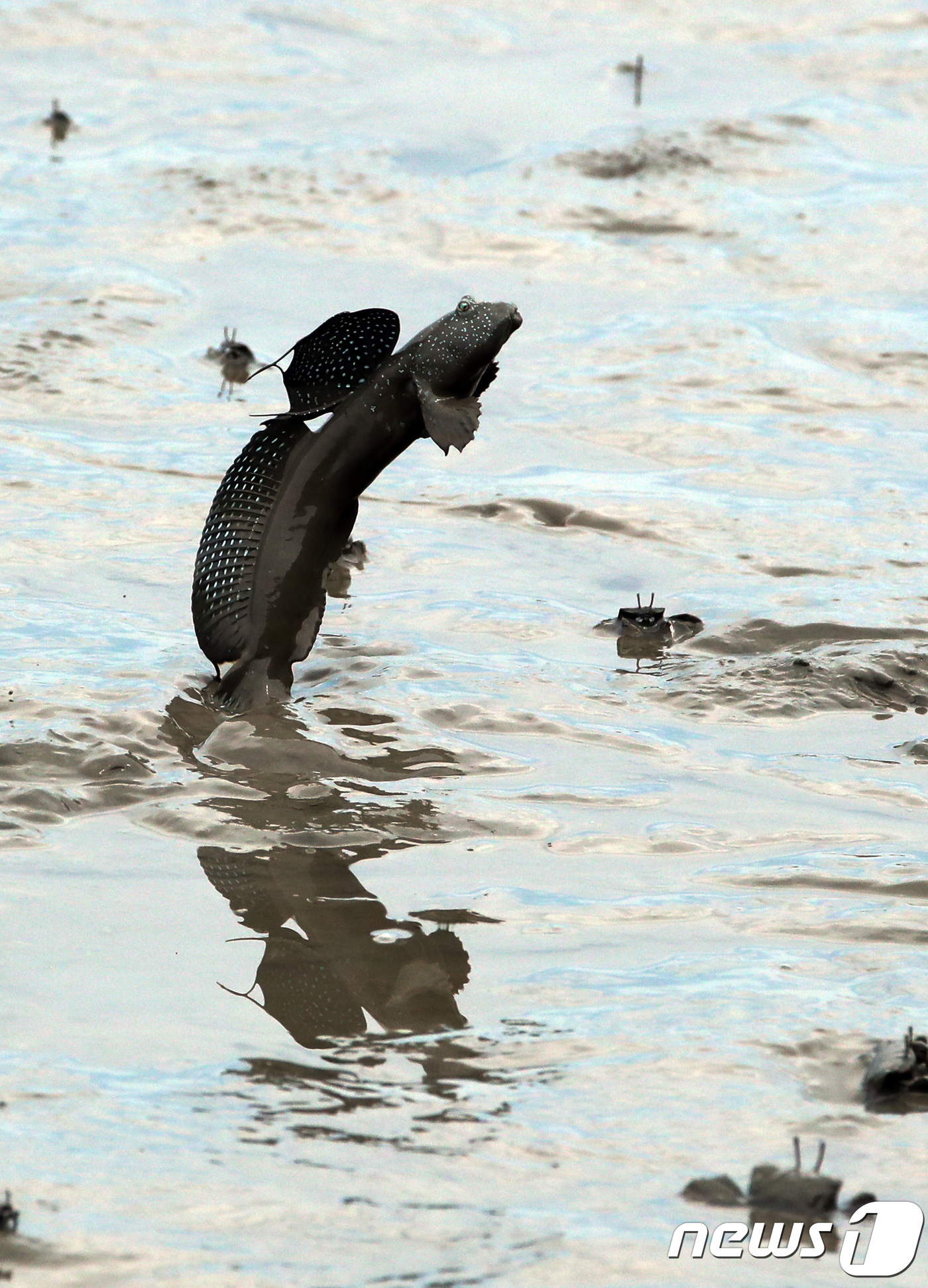 (강진=뉴스1) = 1년 중 태양이 가장 높고 낮의 길이 가장 긴 하짓날(21일) 전남 강진군 강진읍 강진만생태공원 갯벌에서 크고 작은 짱뚱어들이 여름 즐기기에 여념이 없다. 강진 …