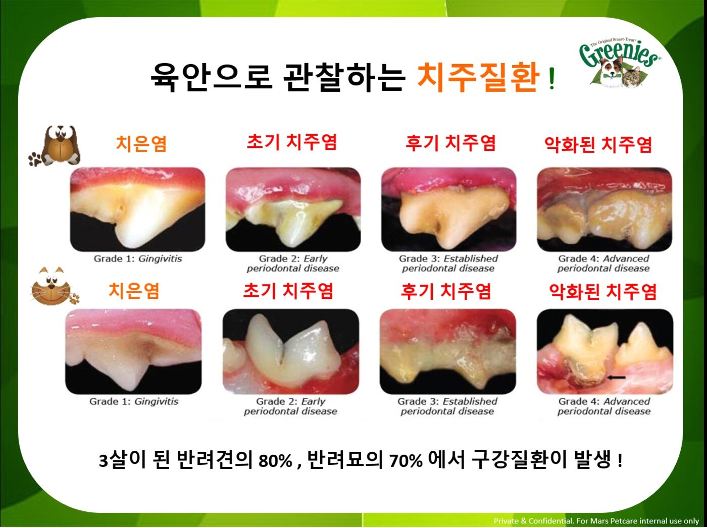 본문 이미지 - 치주질환에 걸린 개, 고양이 치아상태.(사진 한국마즈 제공) ⓒ News1