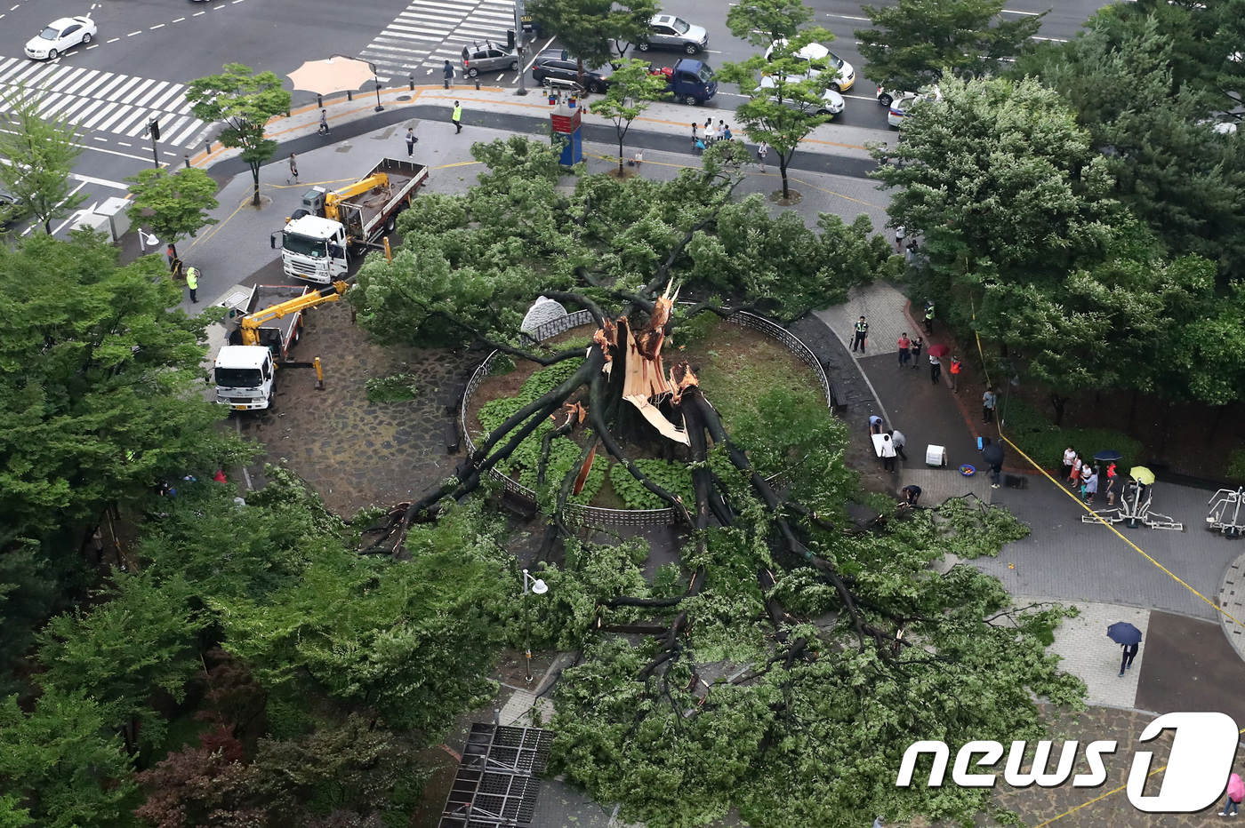 (수원=뉴스1) 오장환 기자 = 본격적으로 장마가 시작된 26일 오후 경기도 수원시 영통구 단오어린이공원 내 보호수로 지정된 느티나무가 폭우를 이겨내지 못하고 쓰러져 있다.이 느티 …