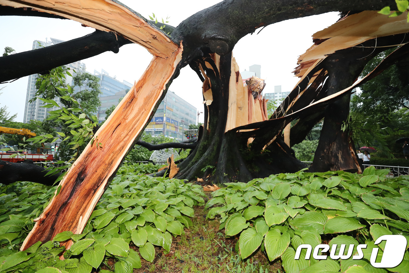 (수원=뉴스1) 오장환 기자 = 본격적으로 장마가 시작된 26일 오후 경기도 수원시 영통구 단오어린이공원 내 보호수로 지정된 느티나무가 폭우를 이겨내지 못하고 쓰러져 있다.이 느티 …