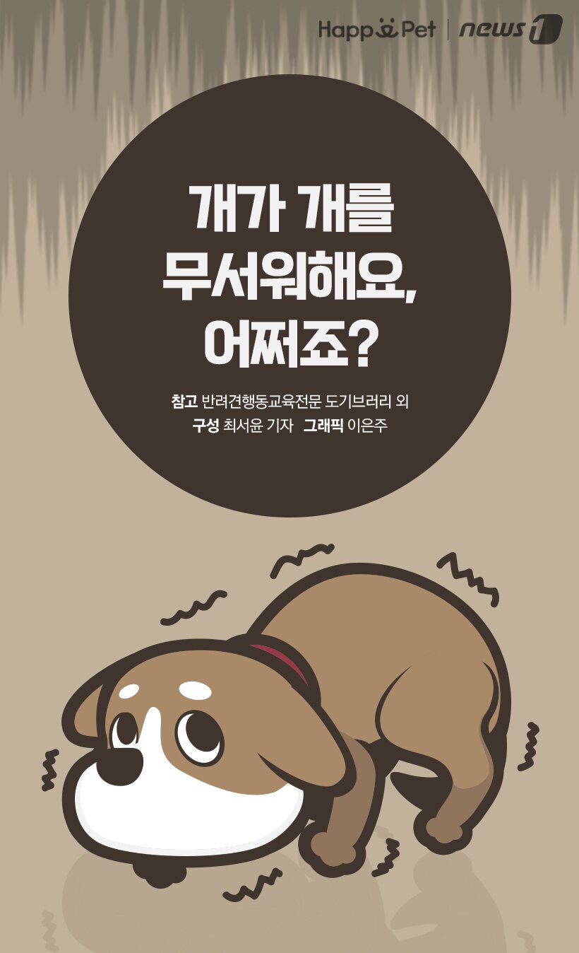 본문 이미지 -  참고 반려견행동교육전문 도기브러리 외